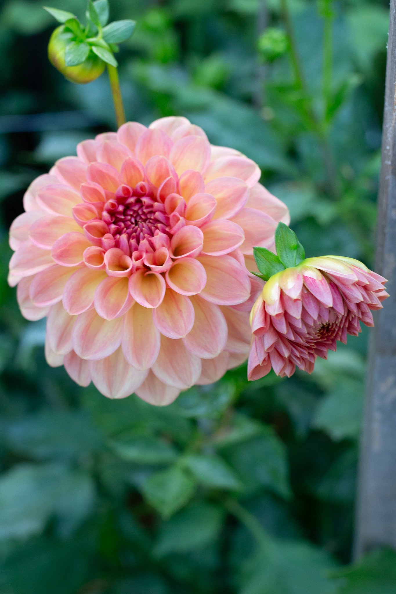 Dahlia : Lark's Ebbe — ciderpress lane